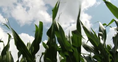 Mısır saplarını rüzgarda