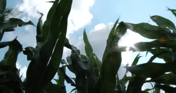 Corn Field Iowa Looking Sky — Stock Video