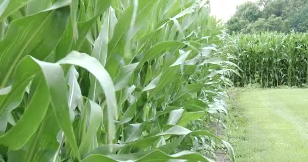 Campo Maíz Iowa Tallos Que Soplan — Vídeos de Stock