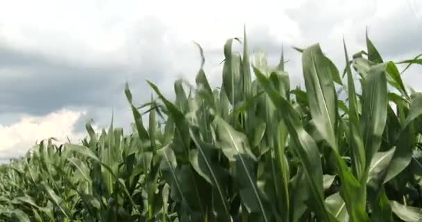 Iowa Corn Field Nuvole Cielo — Video Stock