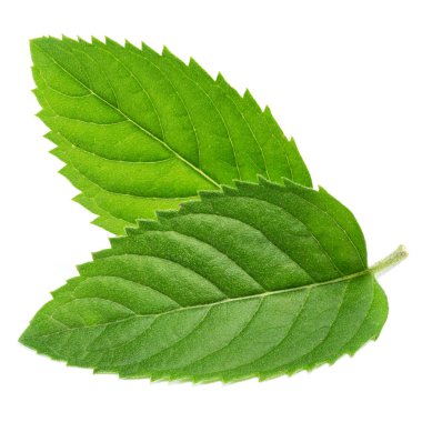 Taze nane yaprakları