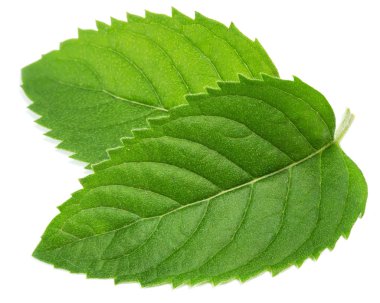 Taze nane yaprakları