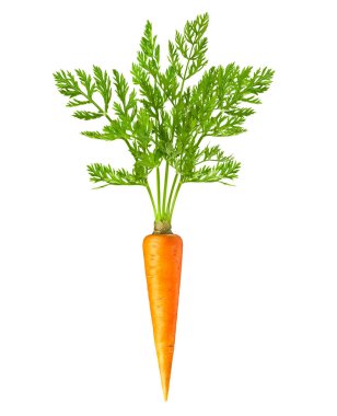 Beyaz arkaplanda havuç izole