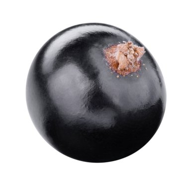 beyaz izole kuş üzümü