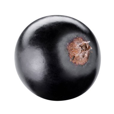 beyaz izole kuş üzümü