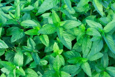 arka plan nane yaprakları