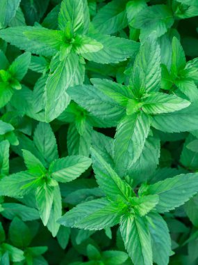 arka plan nane yaprakları