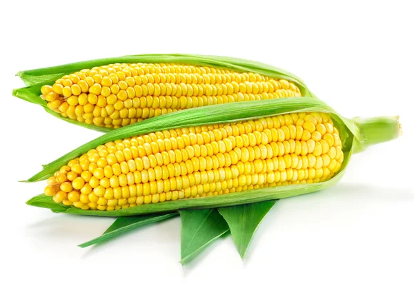 Corn isolated on white — Stock Photo, Image