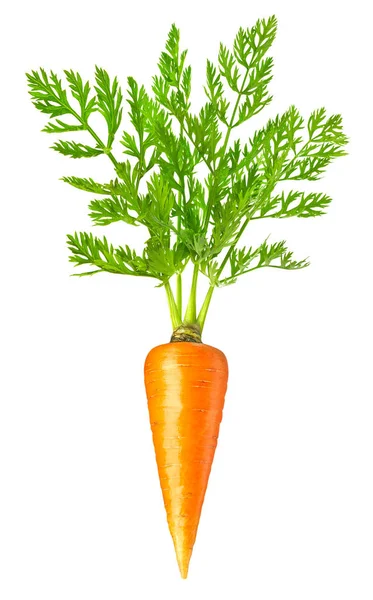 Морковь изолированы на белом — стоковое фото