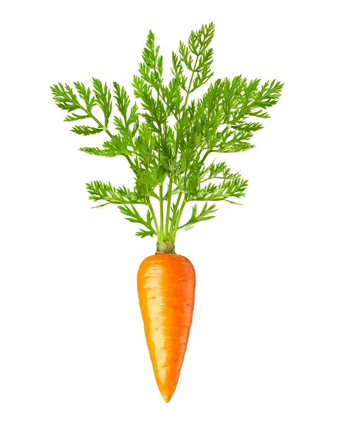 Carrot isolated on white background — Stock Photo, Image