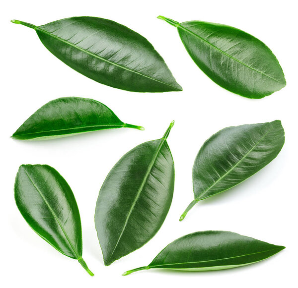 Цитрусовые листья изолированы
