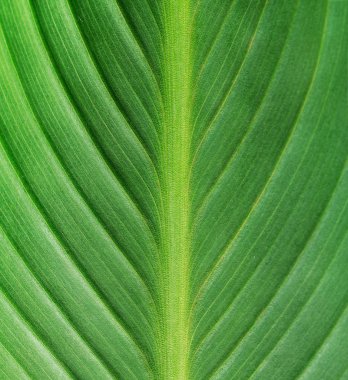 yeşil yaprak organik