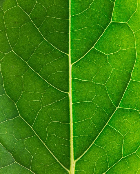 Grönt blad organiska — Stockfoto