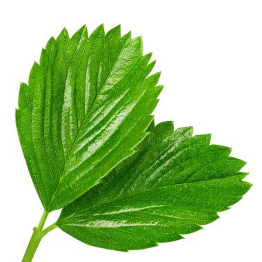 çilek yaprağı üzerinde beyaz izole