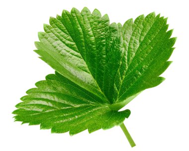 çilek yaprağı üzerinde beyaz izole