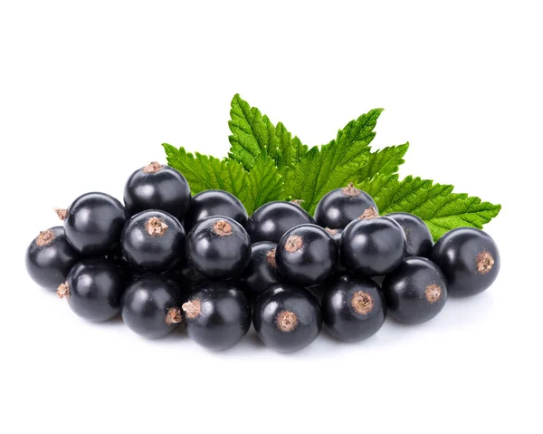 Ribes nero isolato — Foto Stock