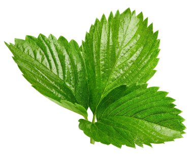 çilek yaprağı üzerinde beyaz izole