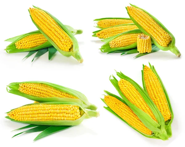 Corn samling isolerade — Stockfoto