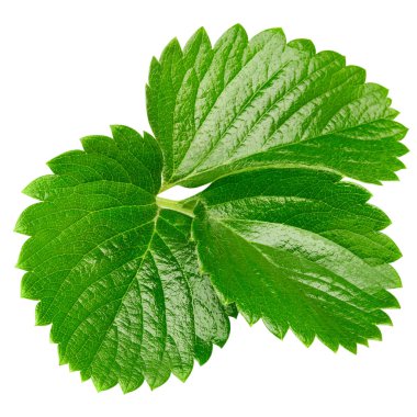 çilek yaprağı üzerinde beyaz izole