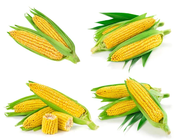 Corn collection isolated — Stock Photo, Image