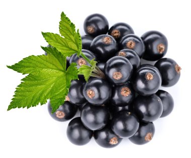 Siyah frenk üzümü dalı