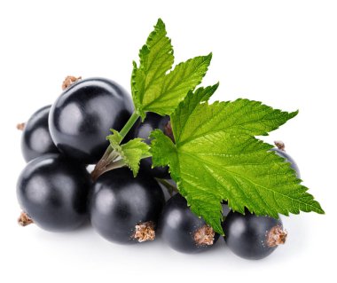 Siyah frenk üzümü dalı