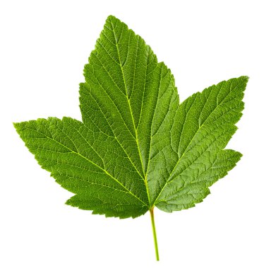 İzole Frenk üzümü yaprağı