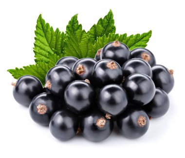 Siyah frenk üzümü dalı