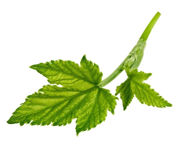 Vinbär leaf isolerade — Stockfoto