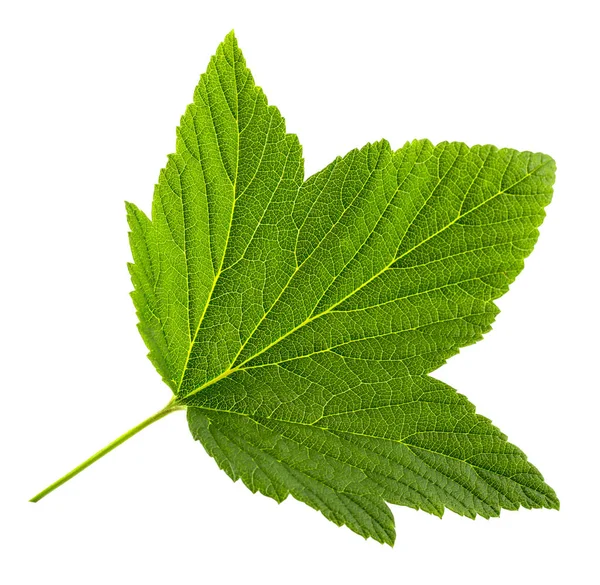 Currant leaf isolated — Stock Photo, Image