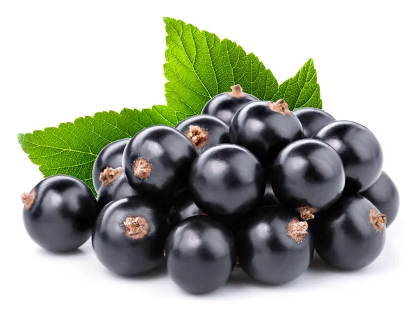 Black currant branch — Stock Photo, Image