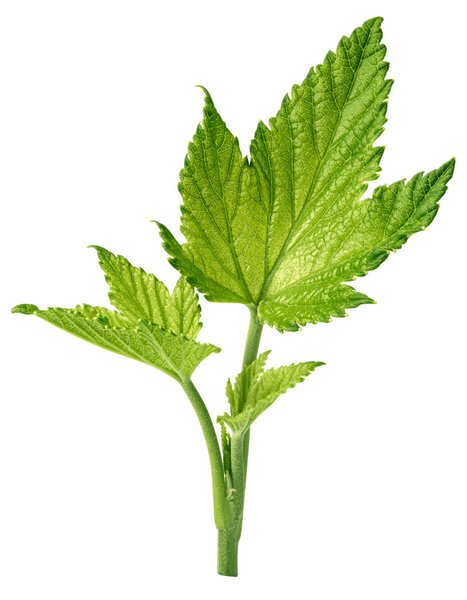 Currant leaf isolated