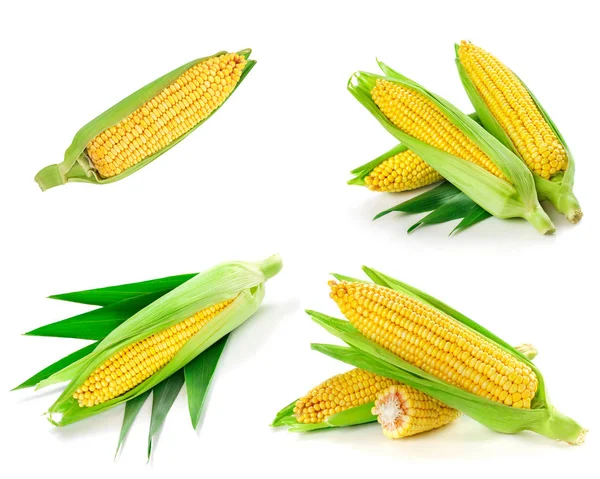 Zbiory kukurydzy na białym tle — Zdjęcie stockowe