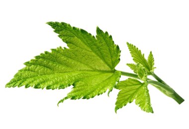 İzole Frenk üzümü yaprağı