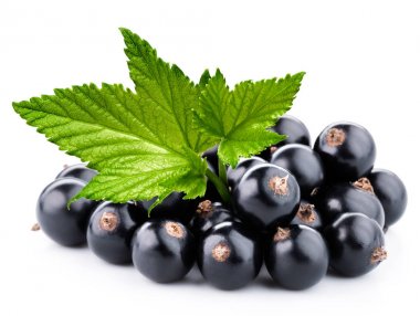 Siyah frenk üzümü dalı