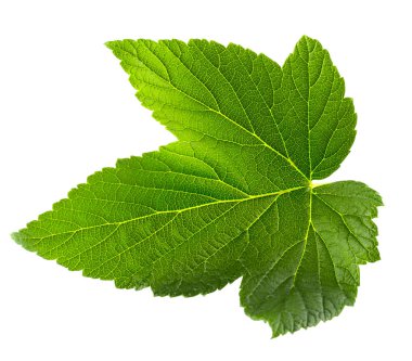 İzole Frenk üzümü yaprağı