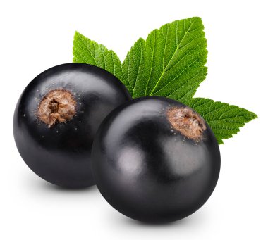 Siyah frenk üzümü dalı