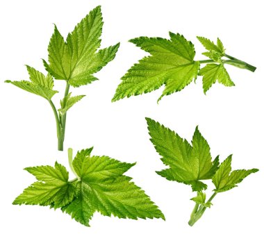 İzole Frenk üzümü yaprağı