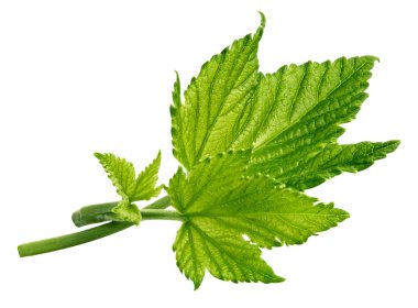 İzole Frenk üzümü yaprağı