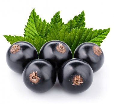 Siyah frenk üzümü dalı