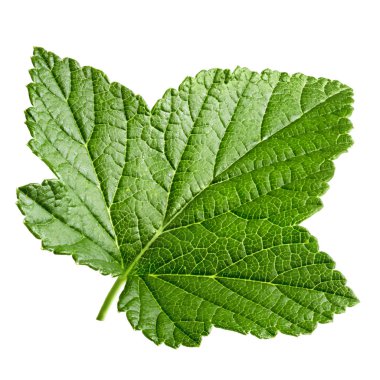 İzole Frenk üzümü yaprağı