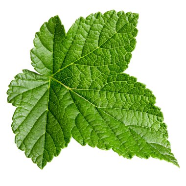 İzole Frenk üzümü yaprağı