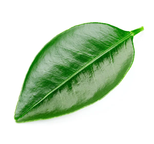 Citrus leaves isolated — Stock Photo, Image