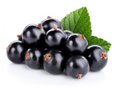 Siyah frenk üzümü dalı