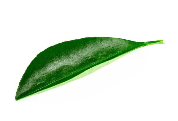 Citrus daun terisolasi — Stok Foto