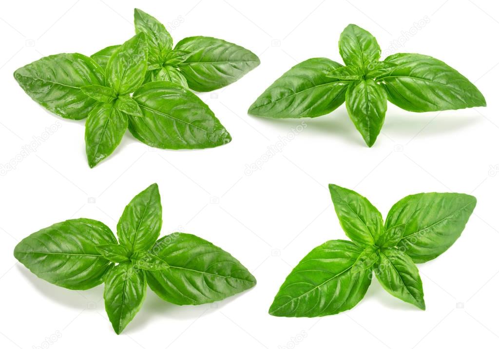 Basil isolated on white