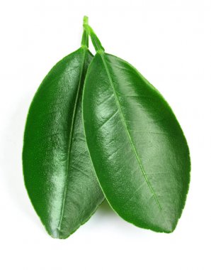 narenciye yaprakları izole