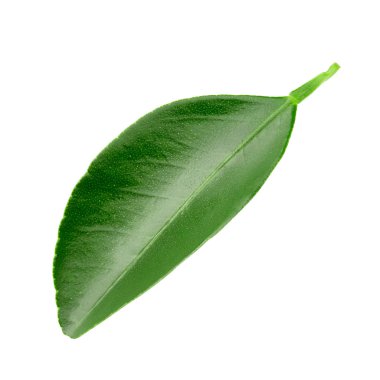 narenciye yaprakları izole