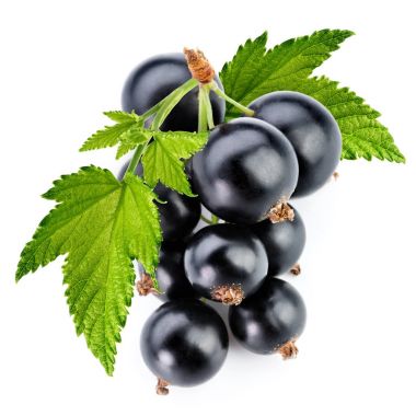 black currant branch clipart