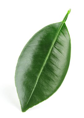 narenciye yaprakları izole